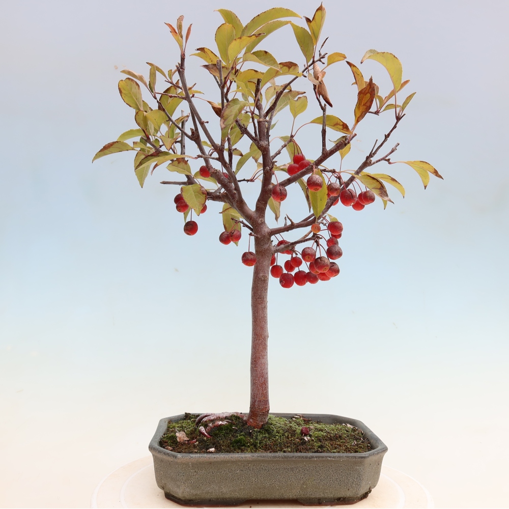 Bonsai voor buiten -Malus domestica - Roodbladige appelboom met kleine vruchten