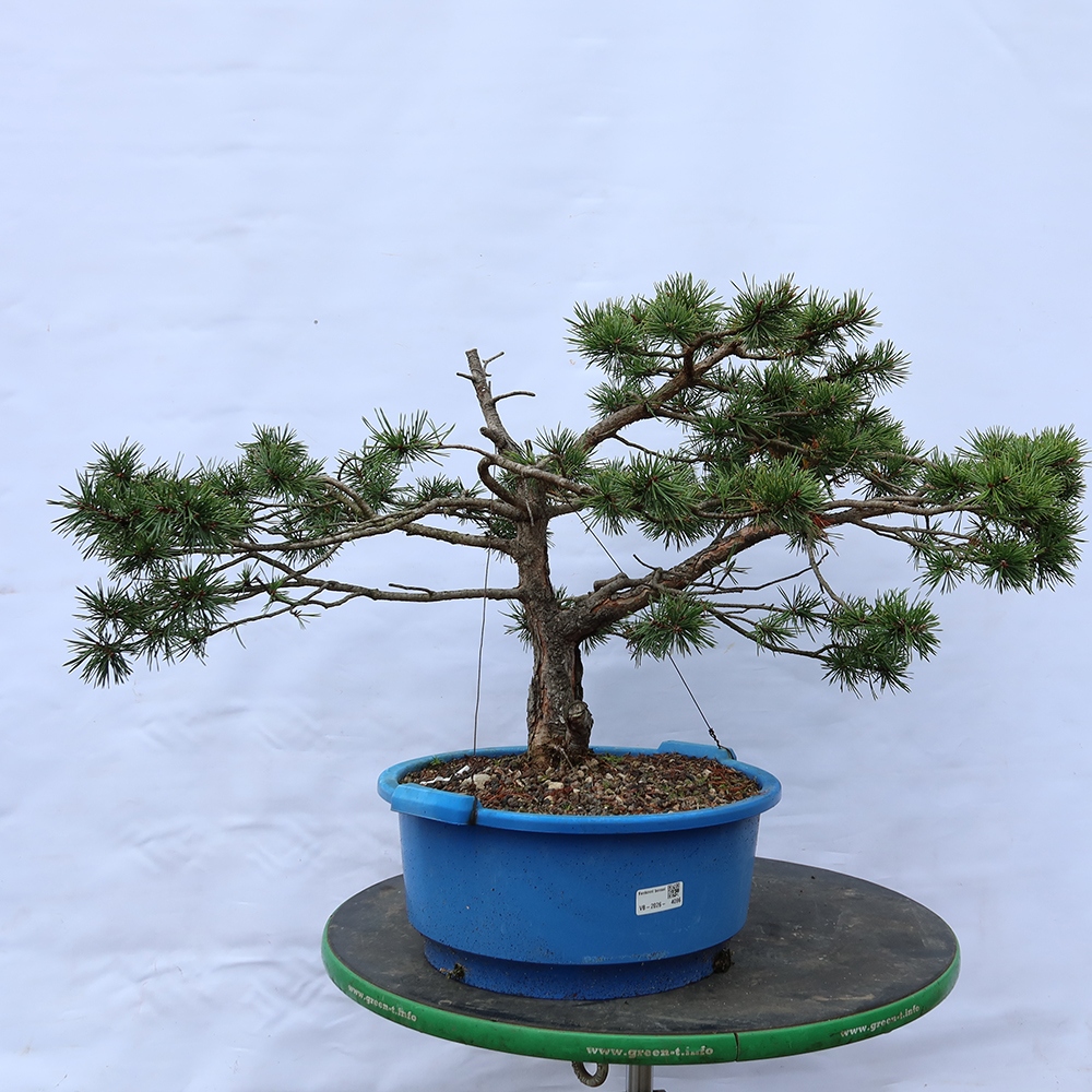 Pinus sylvestris Spanje - grove den