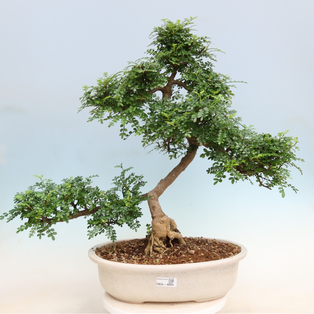 Kamerbonsai - Zantoxylum piperitum - peperboom