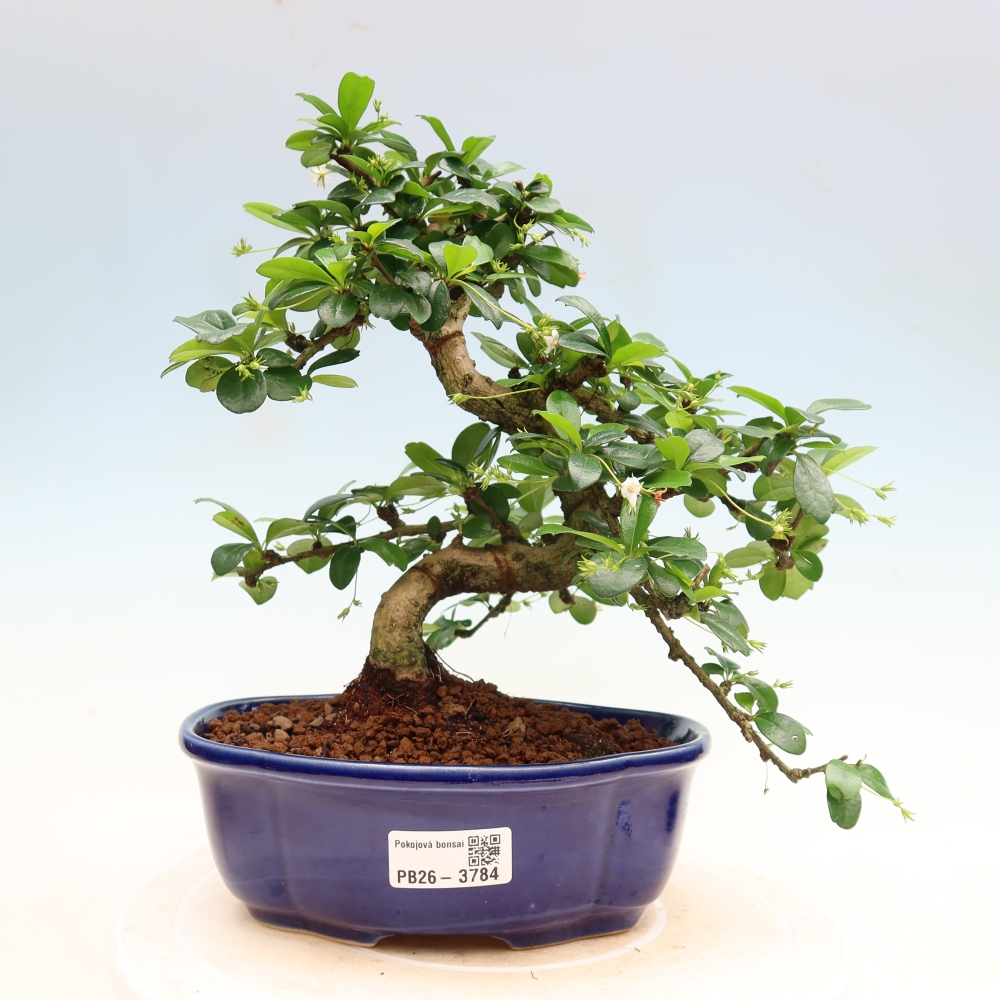 Kamerbonsai - Carmona macrophylla - Thee fuki