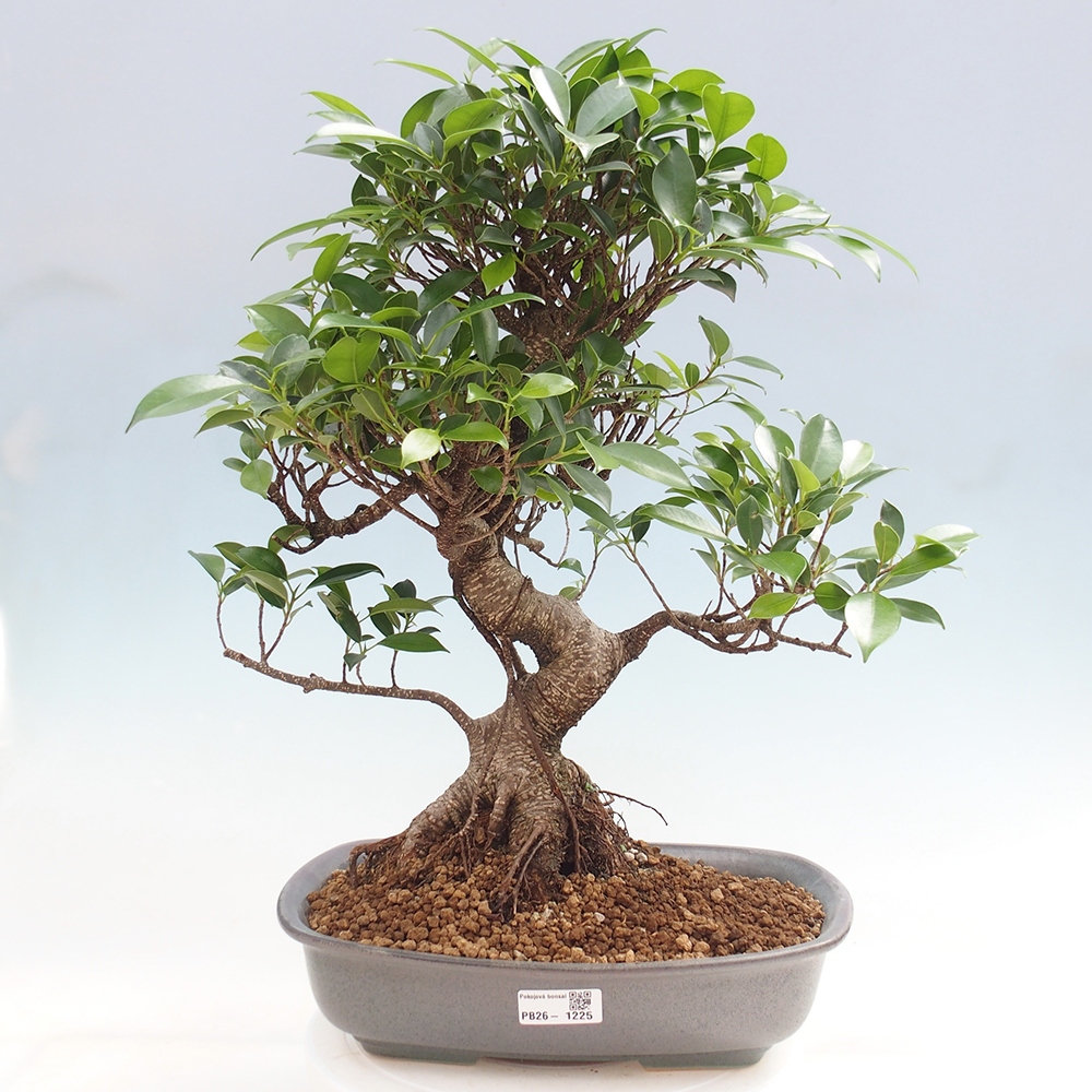 Kamerbonsai - Ficus kimmen - kleinbladige ficus