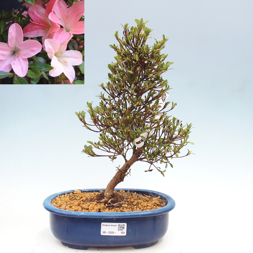 Bonsai voor buiten - Japanse Azalea - Azalea Nikko