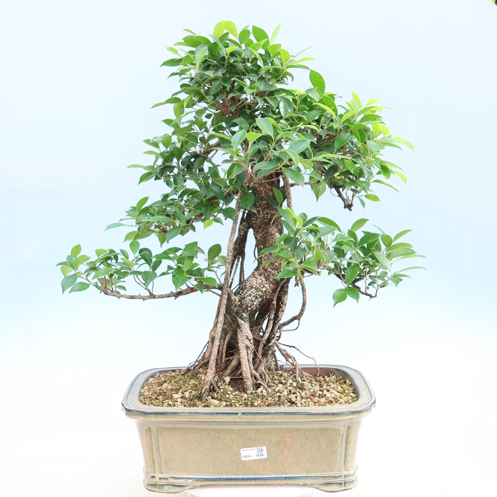 Kamerbonsai - Ficus kimmen - kleinbladige ficus