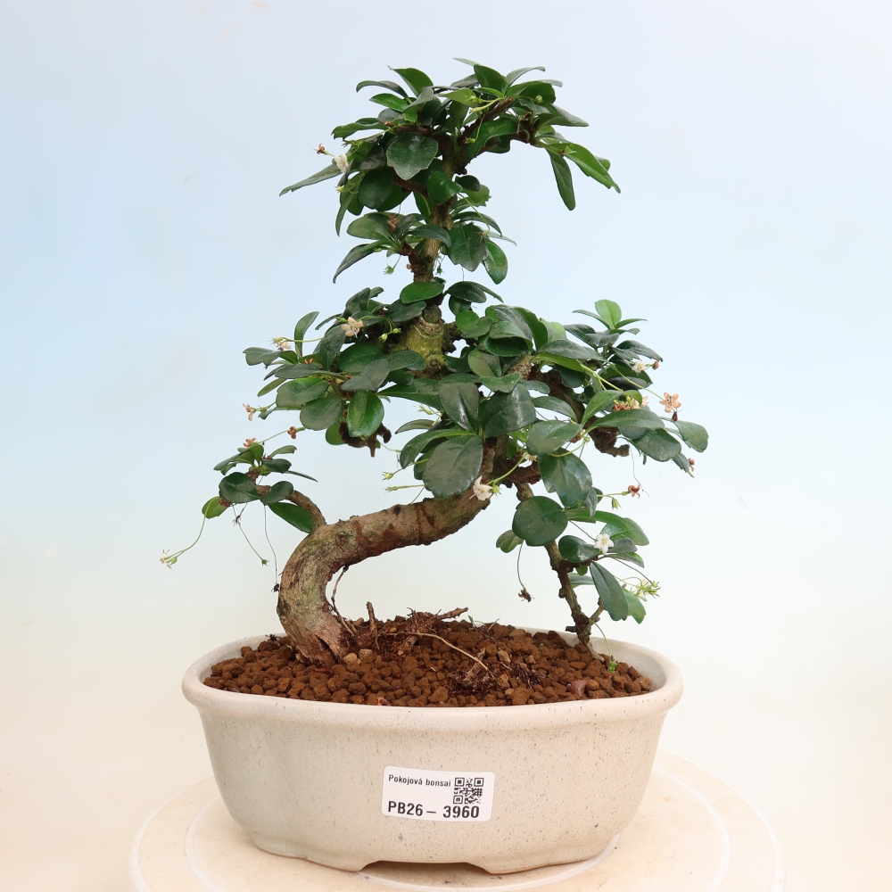 Kamerbonsai - Carmona macrophylla - Thee fuki