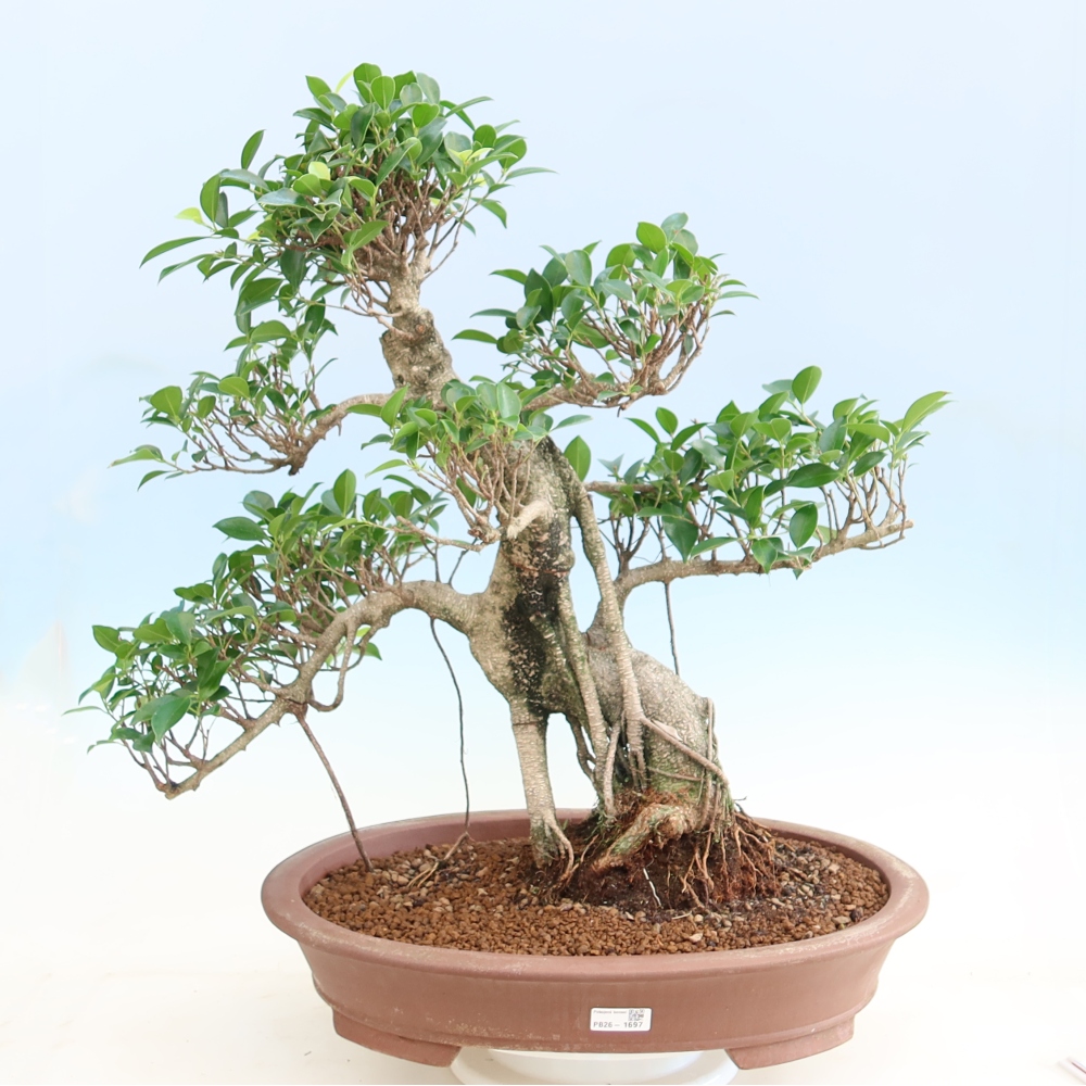 Kamerbonsai - Ficus kimmen - kleinbladige ficus