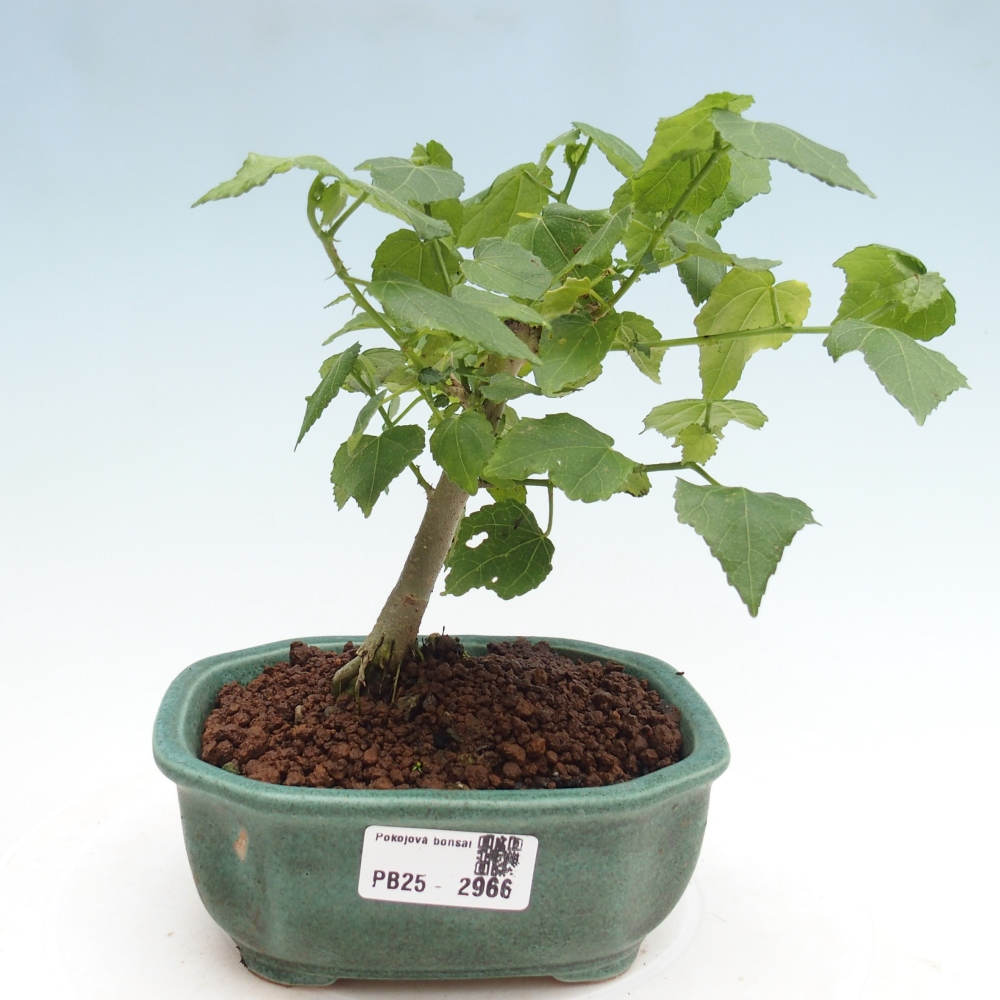 Bonsai voor binnen - Malvaviscus arboreus