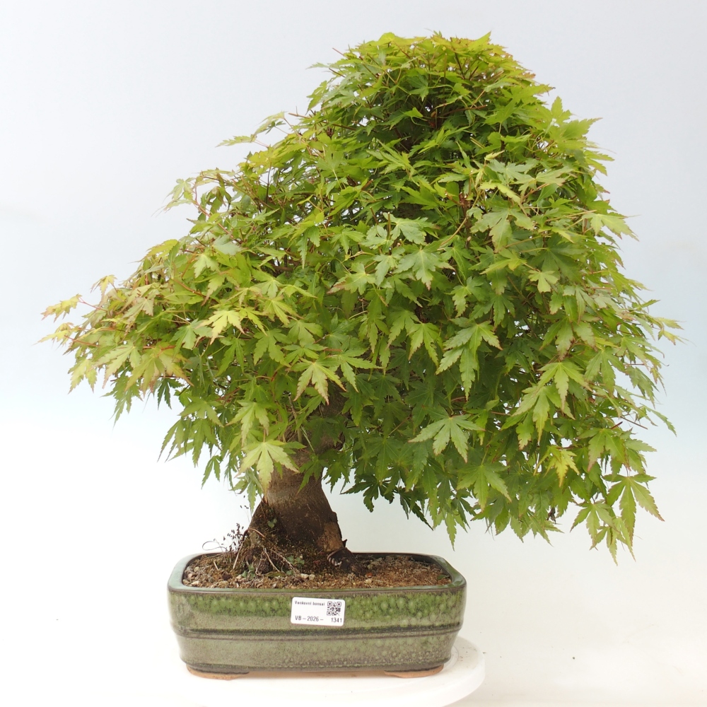 Bonsai voor buiten - Acer palmatum - ALLEEN palletvoorbereiding
