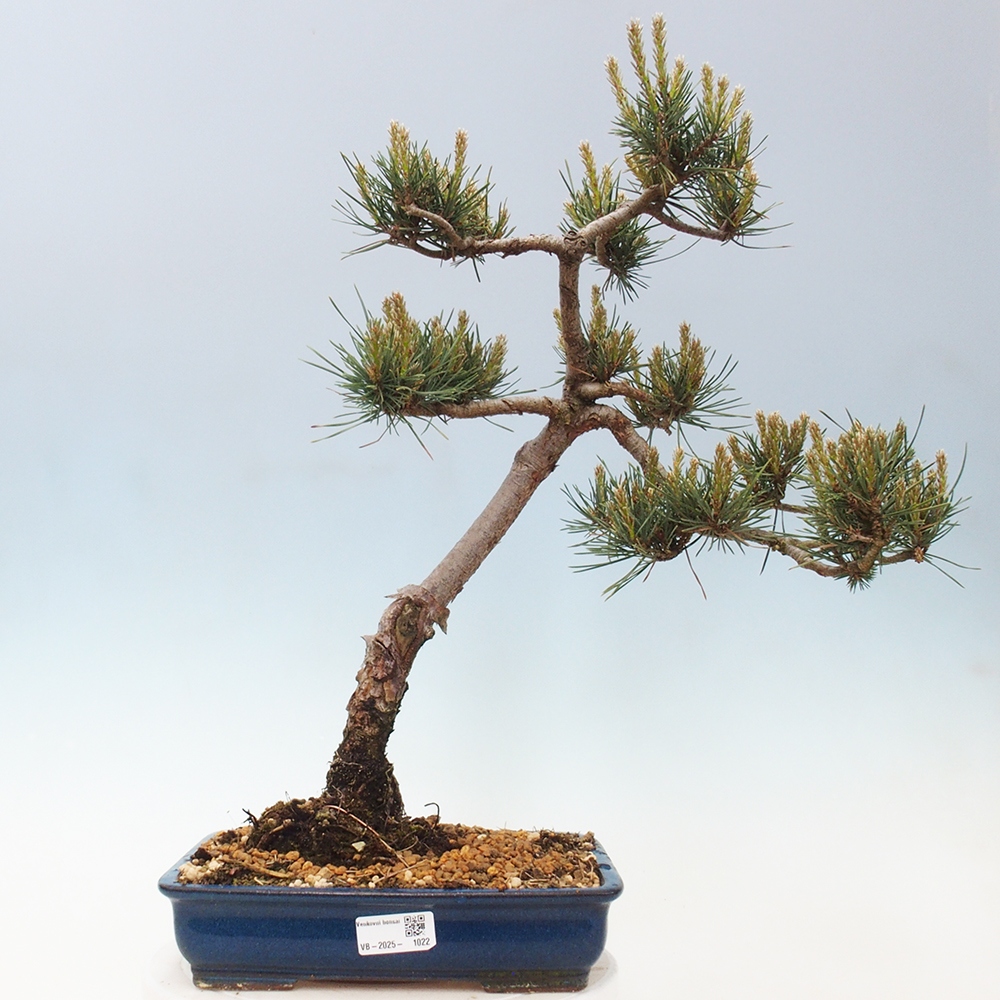 Bonsai voor buiten - Pinus Sylvestris Watererri - grove den