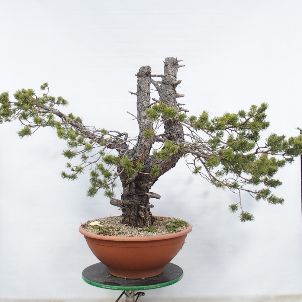 Yamadori - Pinus sylvestris Spanje