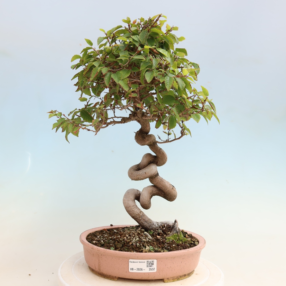 Bonsai voor buiten -Carpinus CARPINOIDES - Koreaanse haagbeuk
