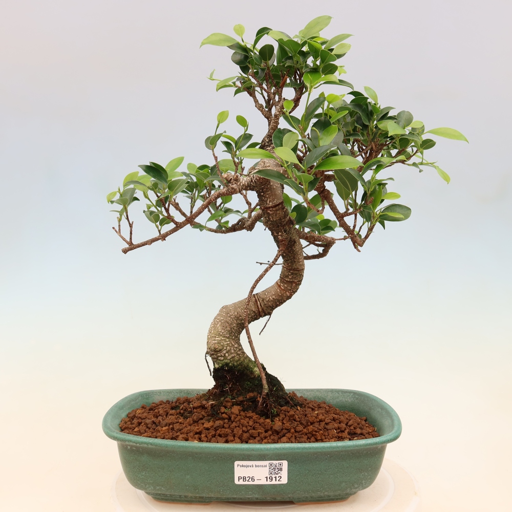 Kamerbonsai - Ficus kimmen - kleinbladige ficus