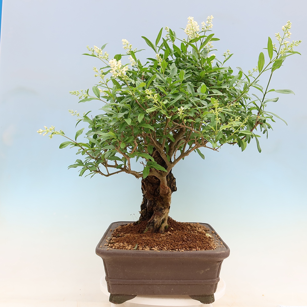 Bonsai voor buiten - Ligustrum vulgare - Vogelsnavel
