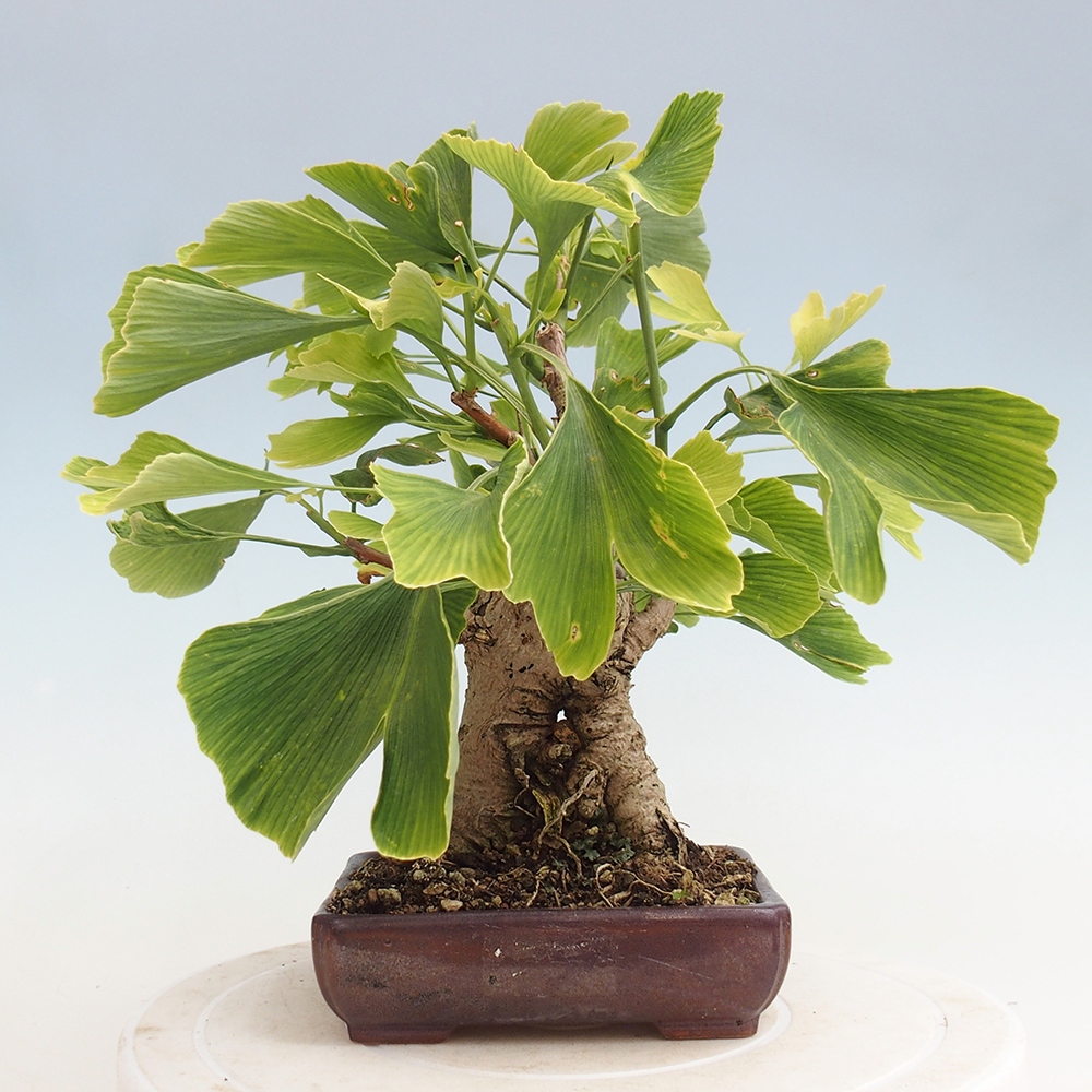 Bonsai voor buiten - Ginkgo biloba