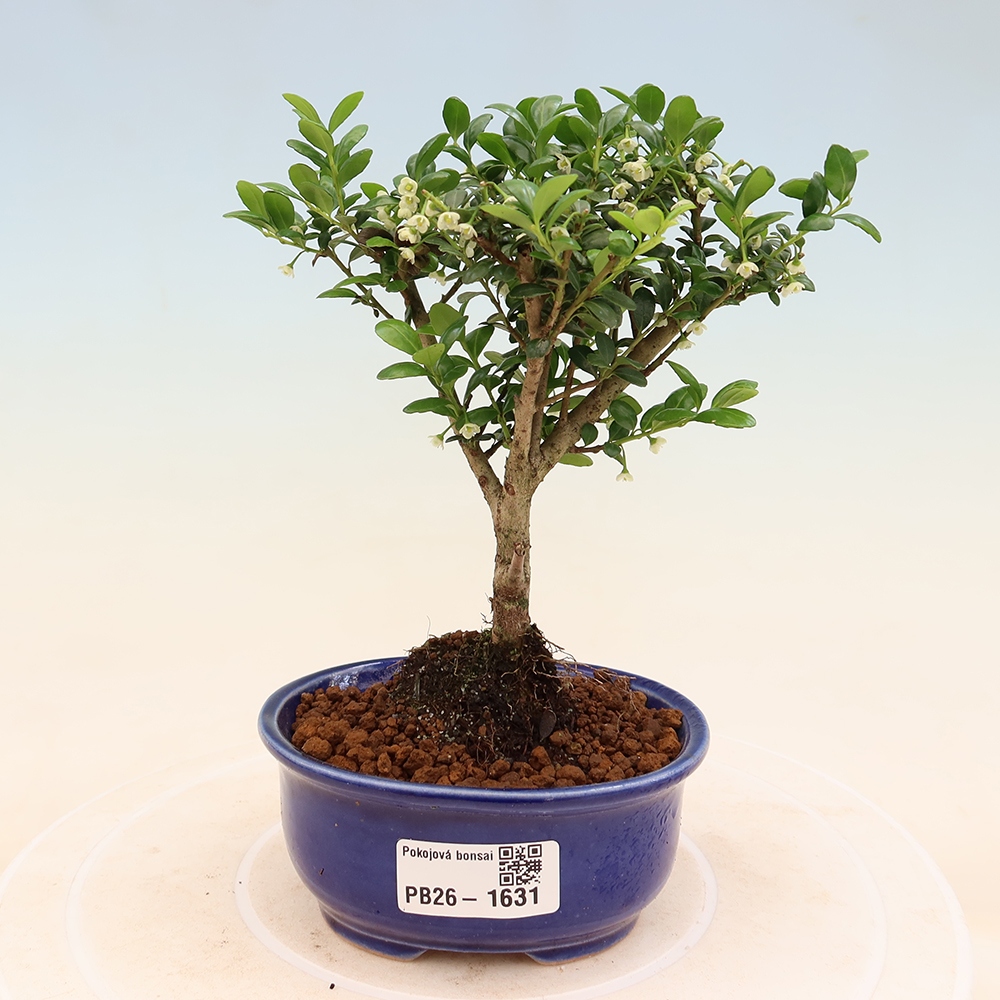 Kamerbonsai - Ilex crenata - Hulst