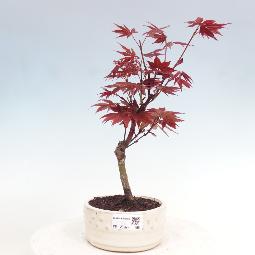 Bonsai voor buiten - Acer palm. Atropurpureum-Javorpalm