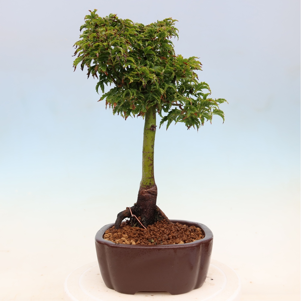 Bonsai voor buiten -Javor palm Acer palmatum Shishigashira