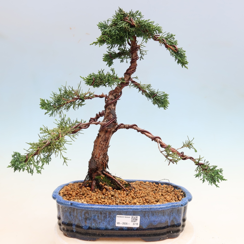 Bonsai voor buiten - Juniperus chinensis Kishu