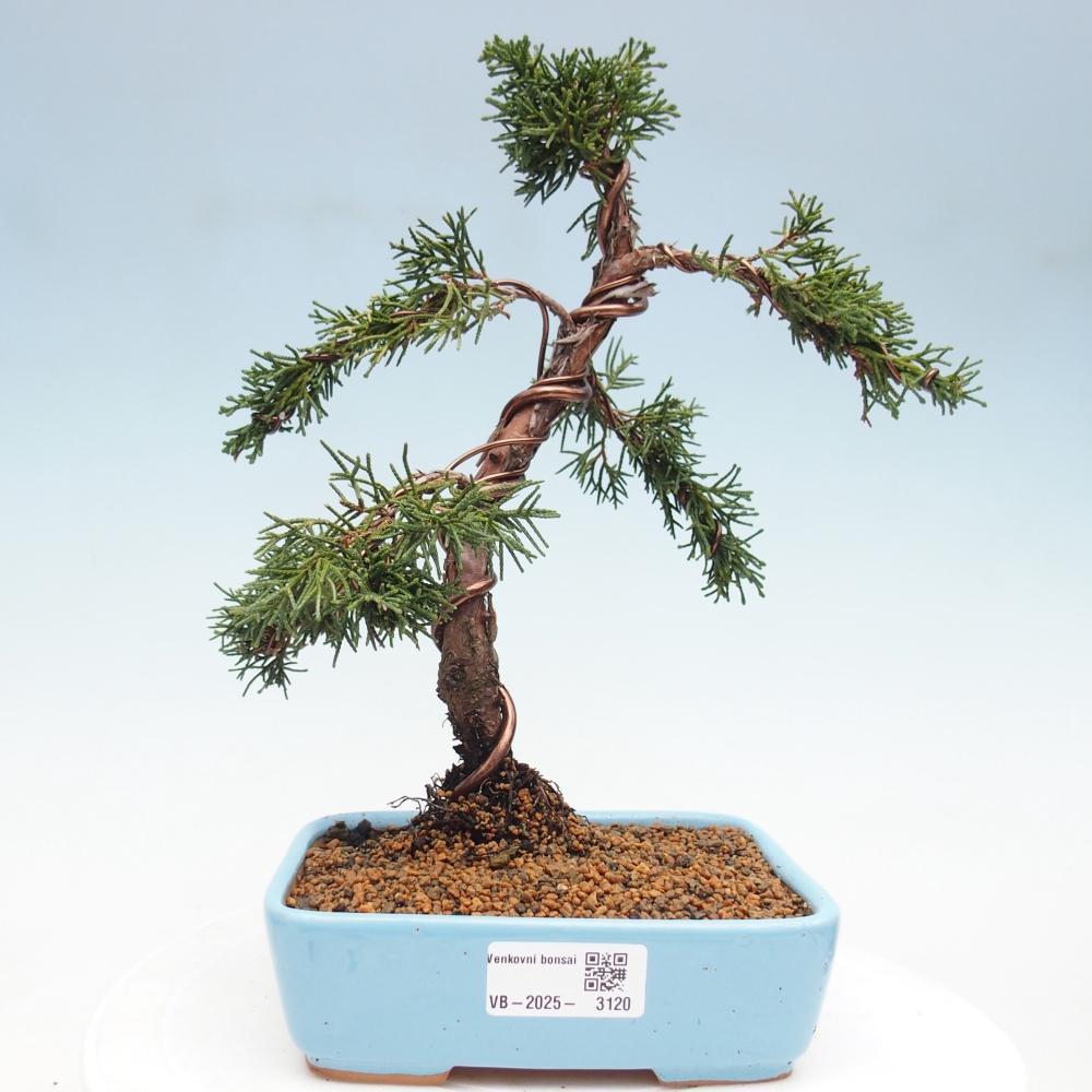 Bonsai voor buiten - Juniperus chinensis Kishu
