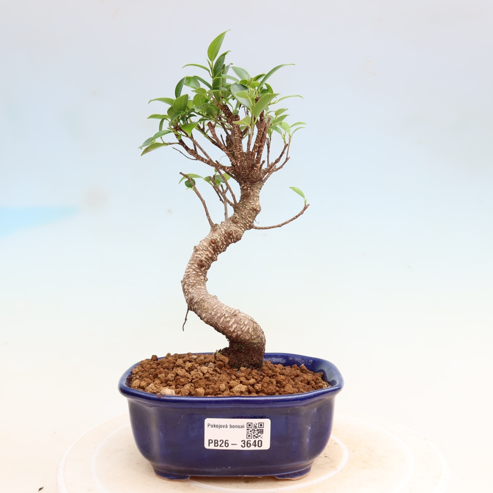 Kamerbonsai - Ficus kimmen - kleinbladige ficus