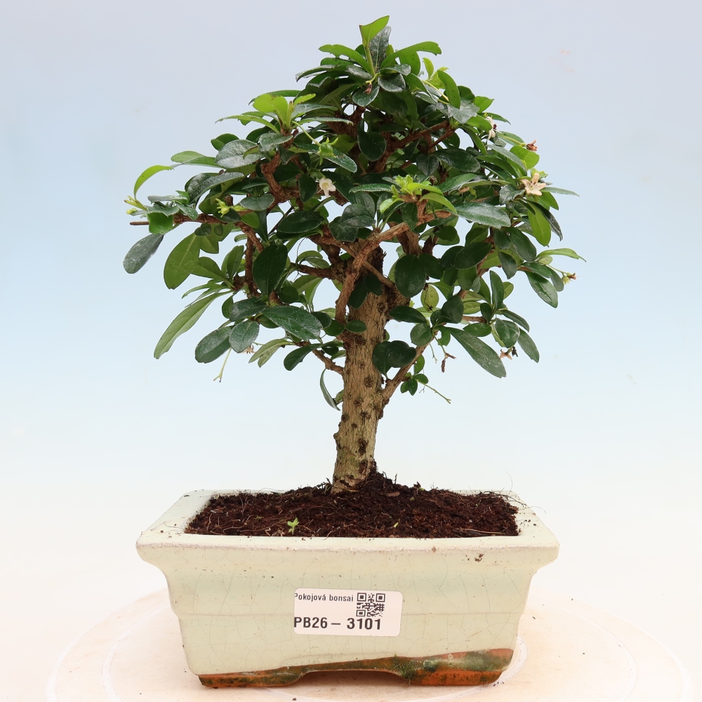 Kamerbonsai - Carmona macrophylla - Thee fuki
