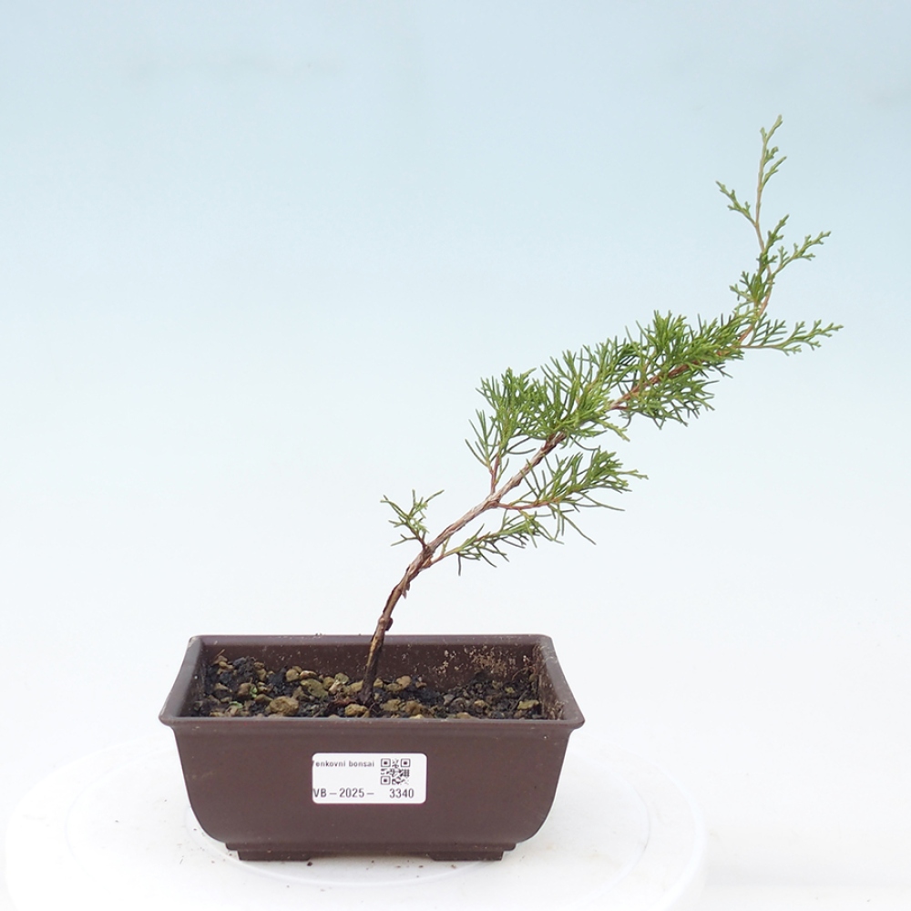 Bonsai voor buiten - Juniperus chinensis Itoigawa