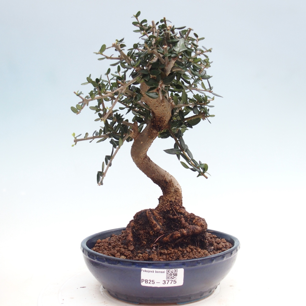 Bonsai voor binnen - Olea europaea sylvestris