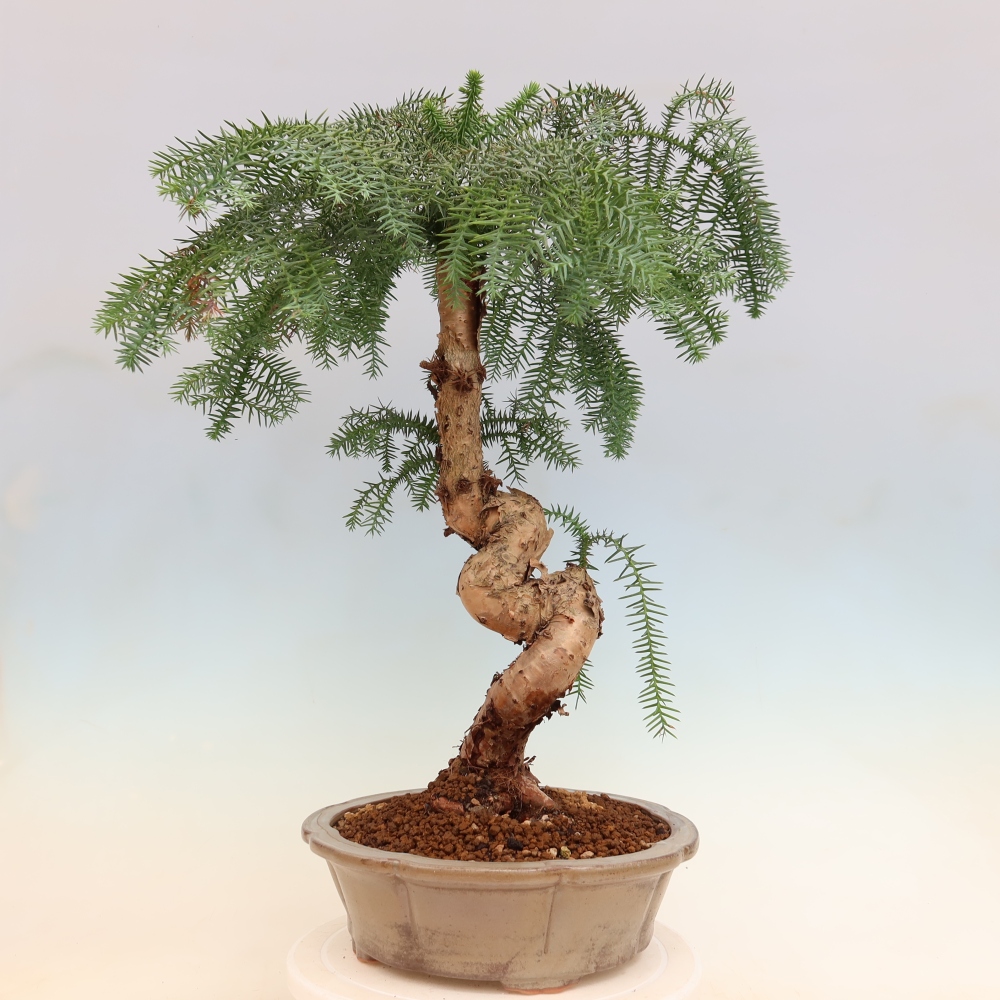 Kamerbonsai - Araucaria - kamer spar