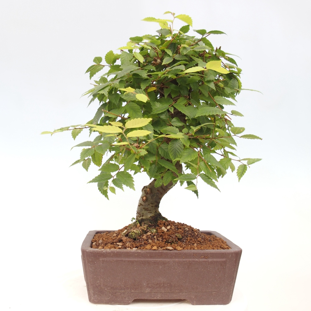Bonsai voor buiten - Zelkova - Zelkova NIRE