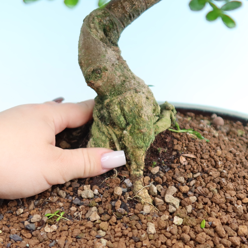 Kamerbonsai - Zantoxylum piperitum - peperboom