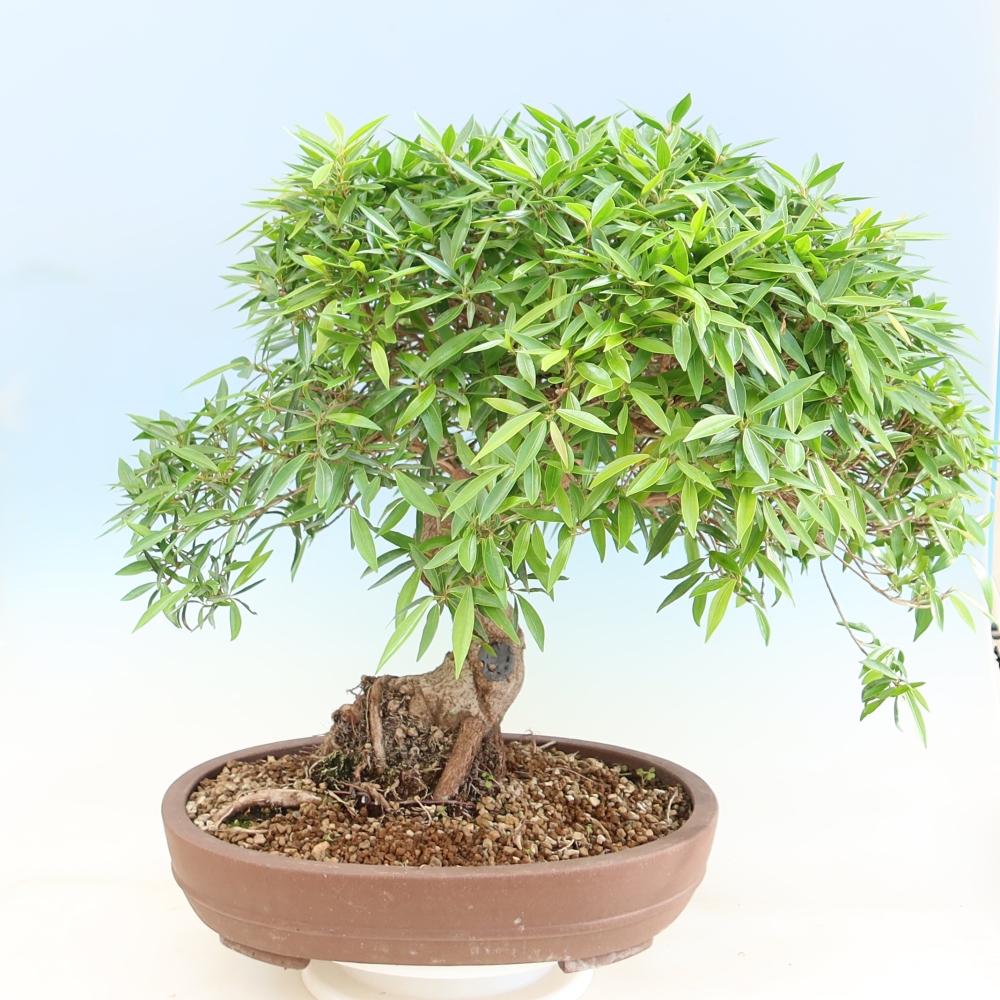 Kamerbonsai - Ficus nerifolia - kleinbladige ficus