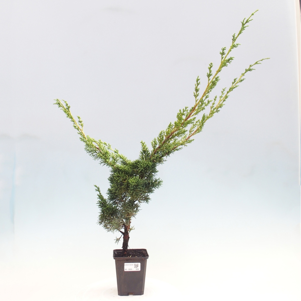 Bonsai voor buiten - Juniperus chinensis Kishu
