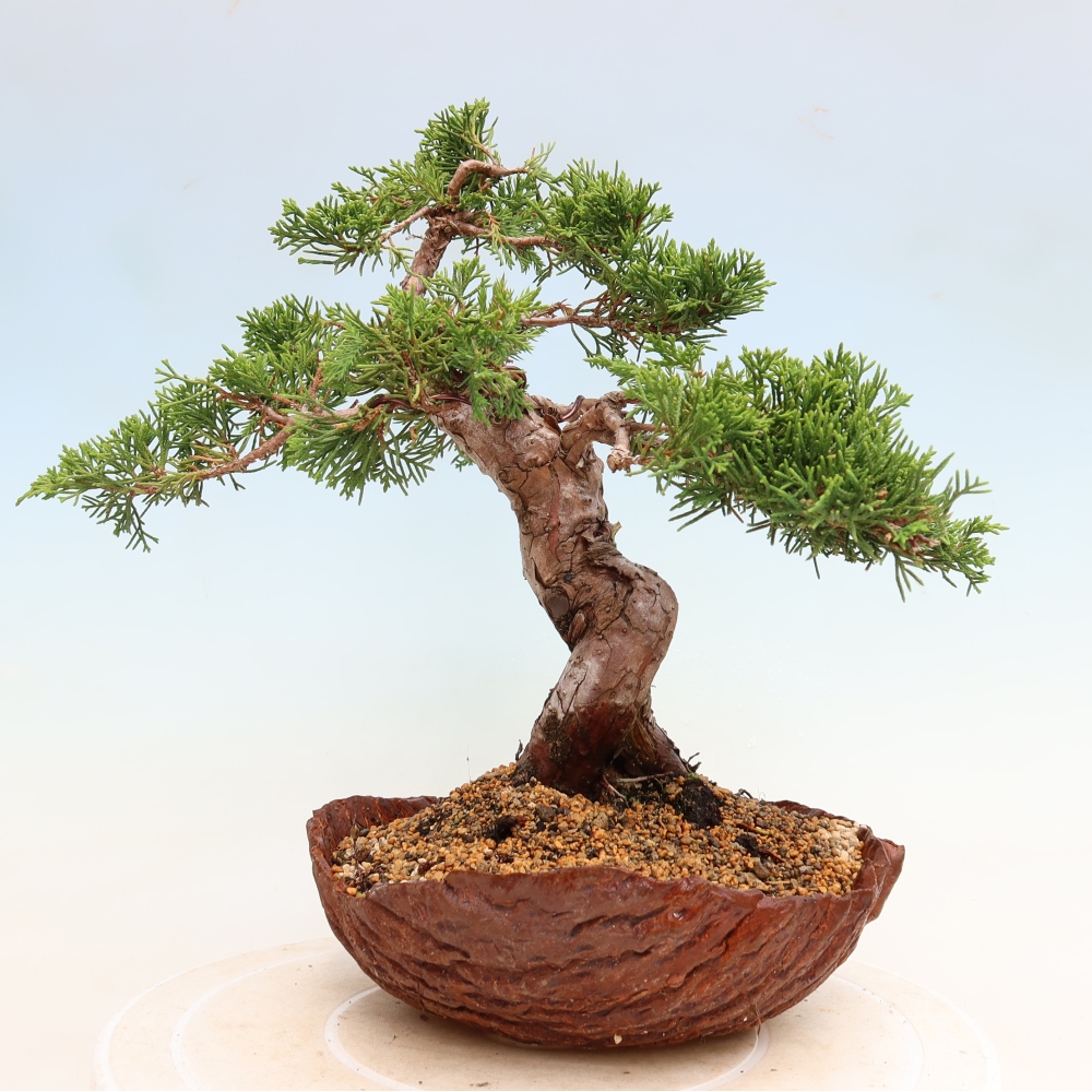 Bonsai voor buiten - Juniperus chinensis Itoigawa-Juniperus chinensis