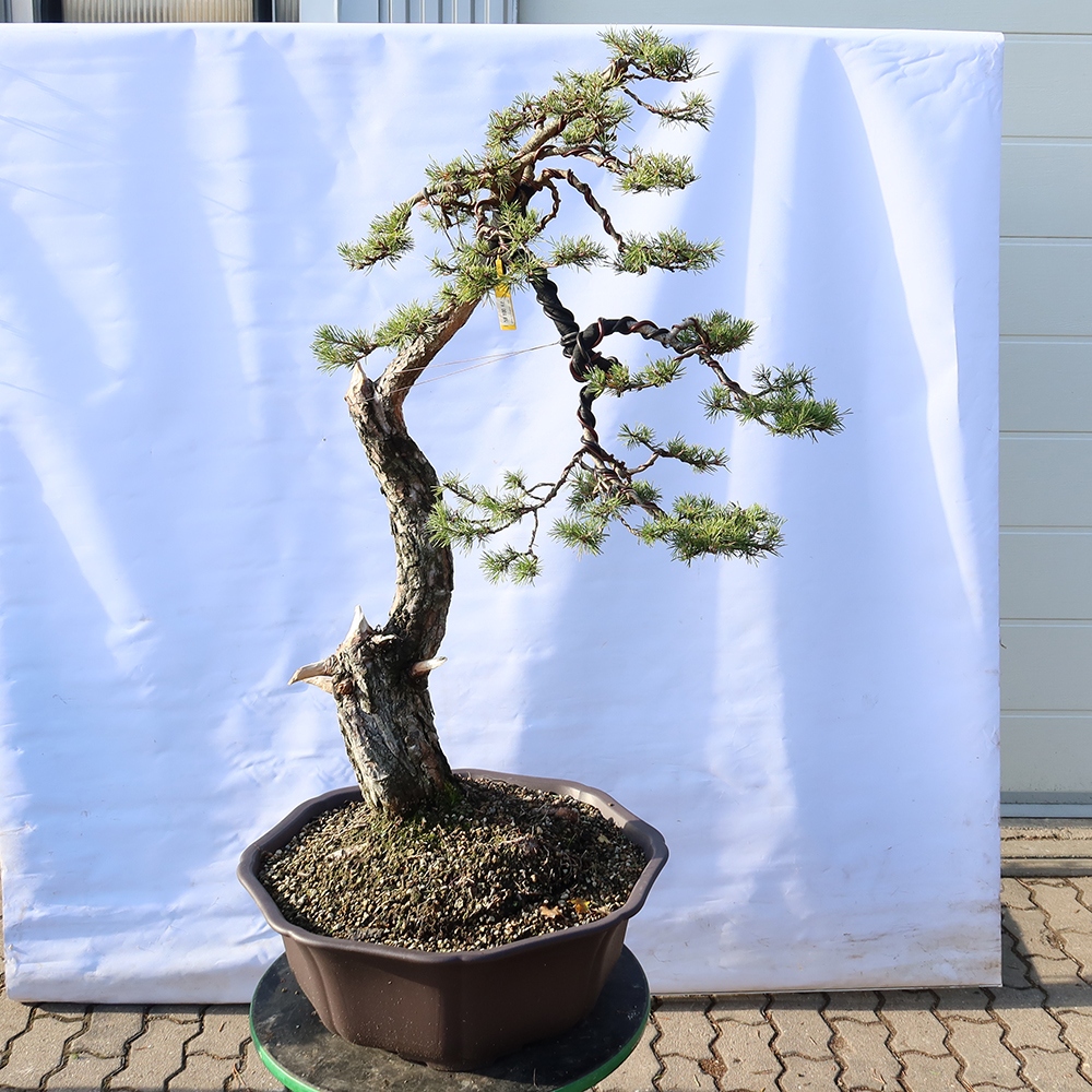 Pinus sylvestris Spanje - grove den