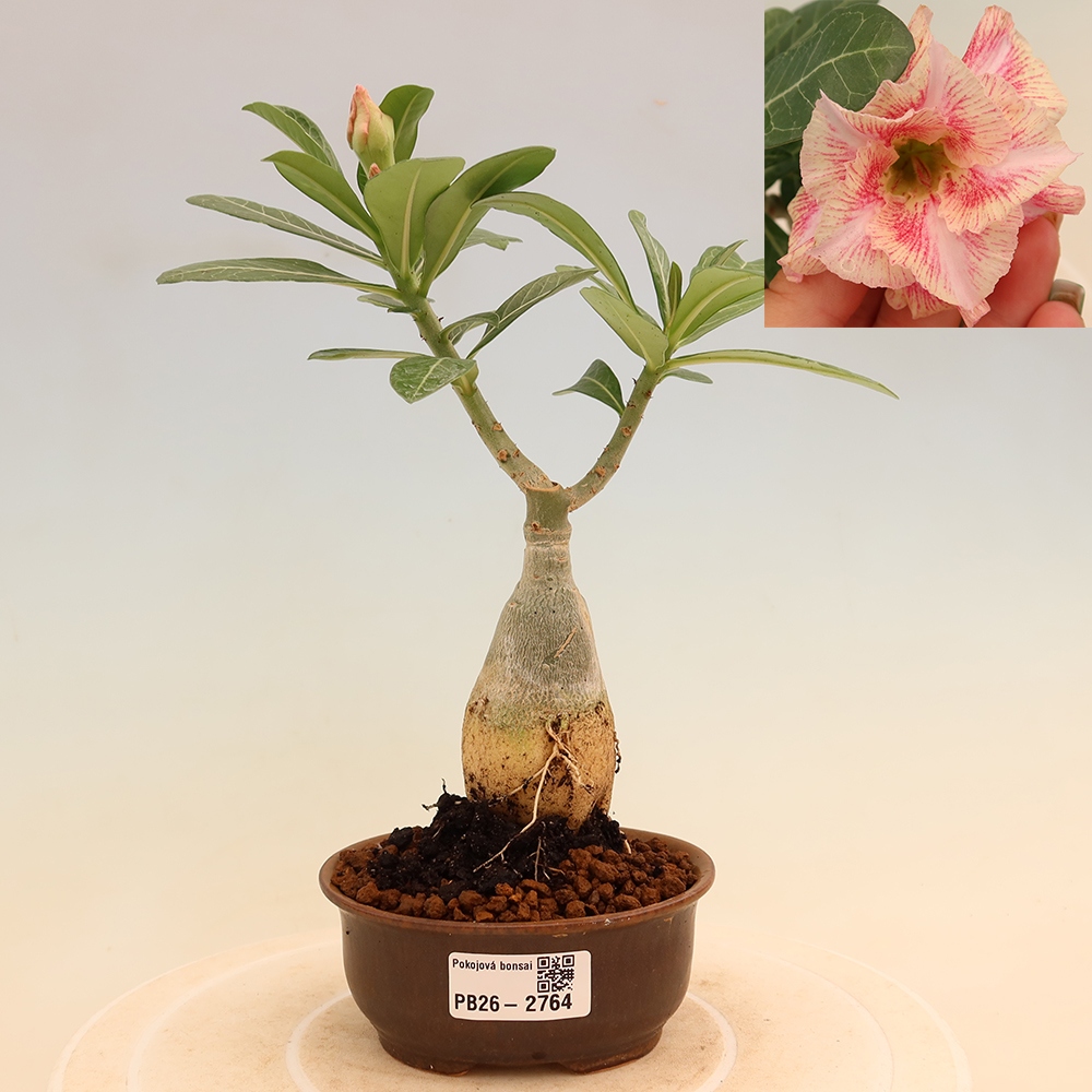 Kamerbonsai - Adenium obesum, geënt V.F.S.277  - Woestijnroos