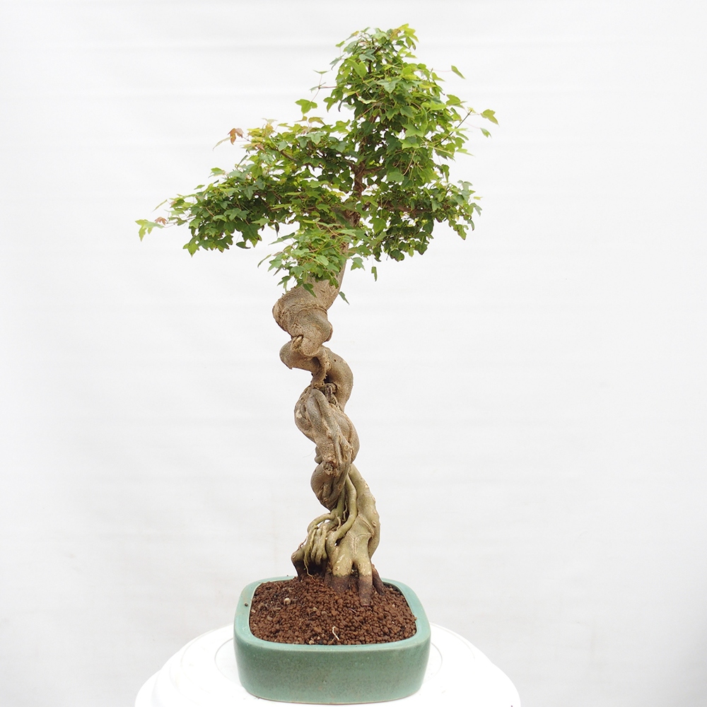 Bonsai voor buiten - Acer Buergerianum - Burgeresdoorn