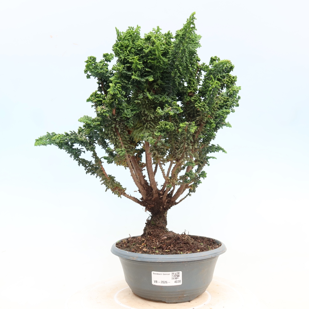 Bonsai voor buiten - Cham. obtusa SEKKA HINOKI - Cipres