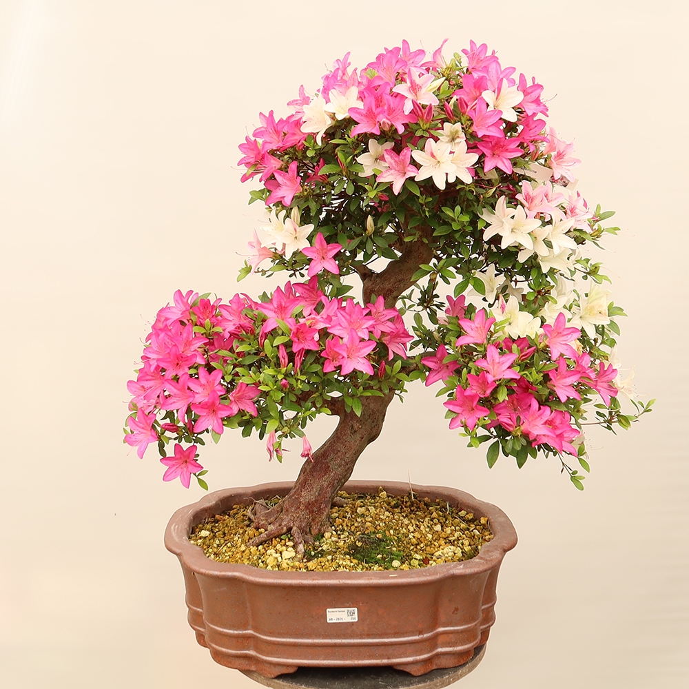 Bonsai voor buiten - Japanse Azalea - Azalea Miyabihime