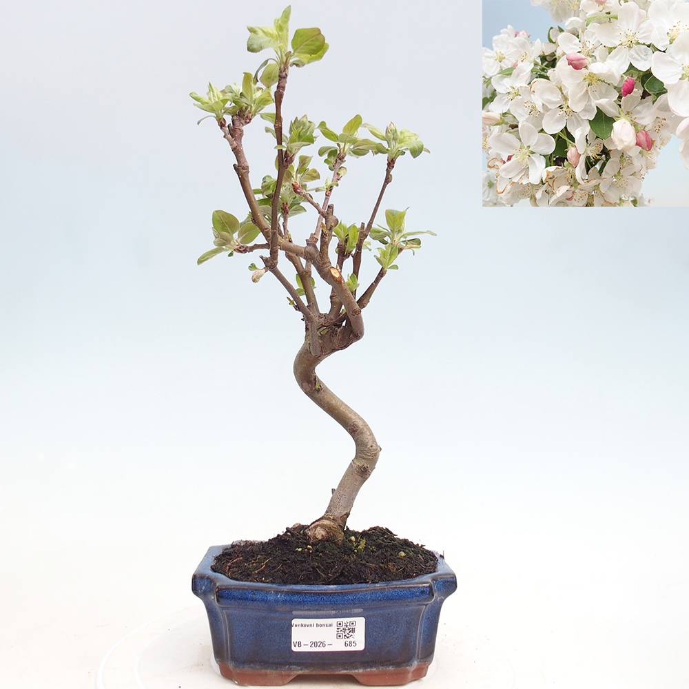 Bonsai voor buiten -Malus halliana - Appelboom met kleine vruchten