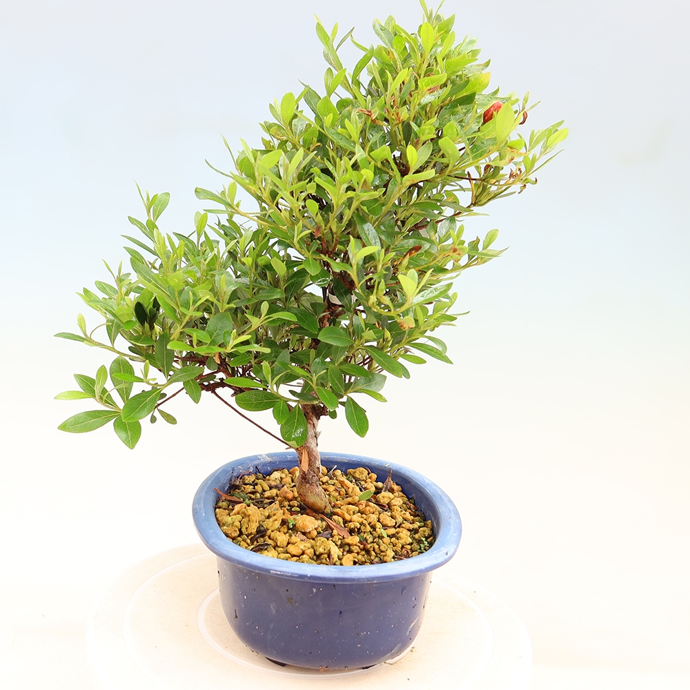 Bonsai voor buiten - Japanse azalea - Azalea Matsunami