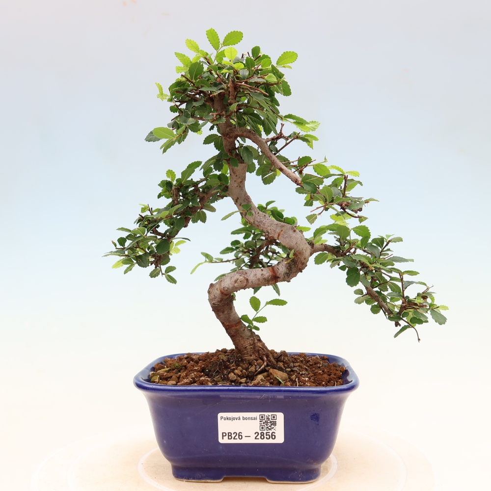Kamerbonsai - Ulmus parvifolia - Winteriep