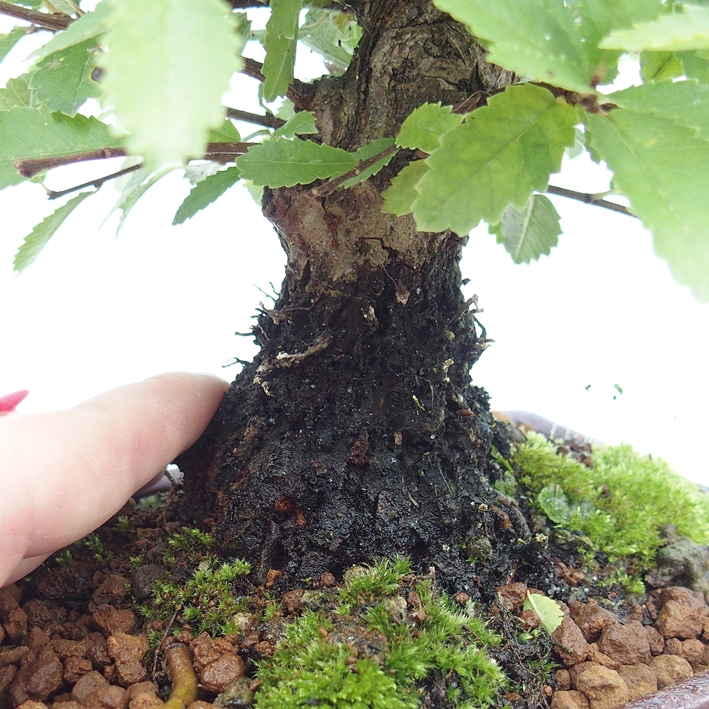 Bonsai voor buiten - Zelkova - Zelkova NIRE