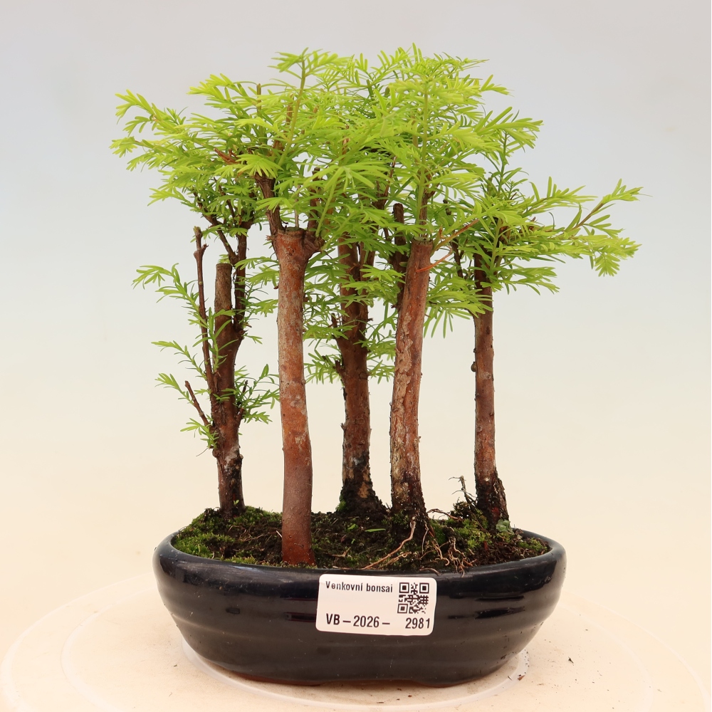 Buitenbonsai - Metasequoia glyptostroboides - Chinese metasequoia - bosje
