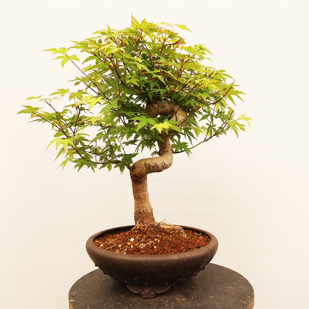 Bonsai voor buiten - Esdoorn palmatum - Palmen