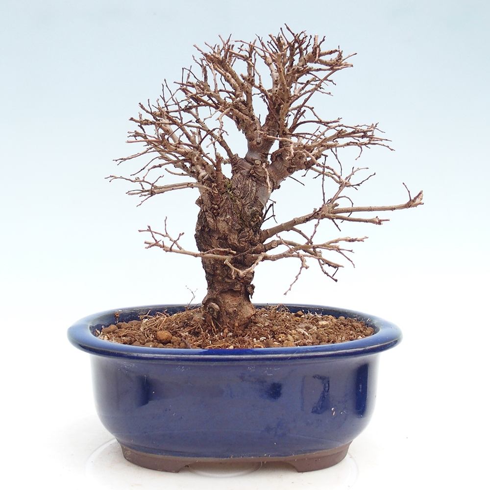 Bonsai voor buiten - Zelkova - Zelkova NIRE