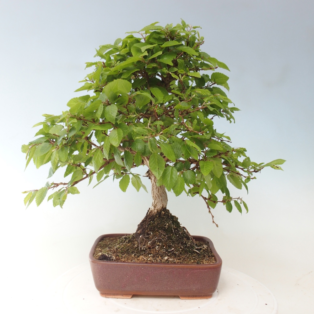 Bonsai voor buiten -Carpinus CARPINOIDES - Koreaanse haagbeuk