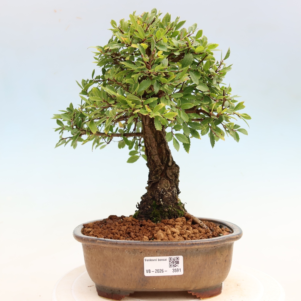 Bonsai voor buiten - Zelkova - Zelkova NIRE