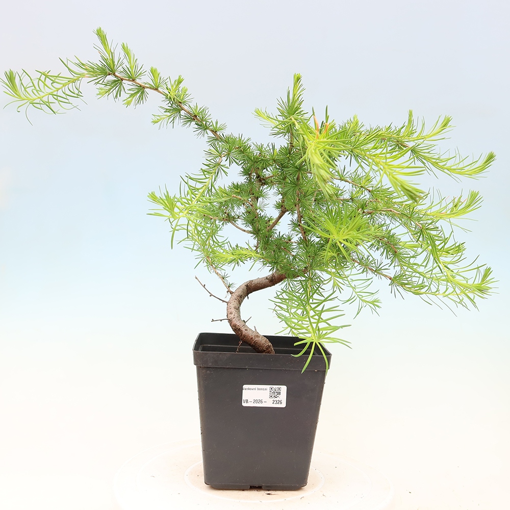 Bonsai voor buiten -Larix decidua - Lariks