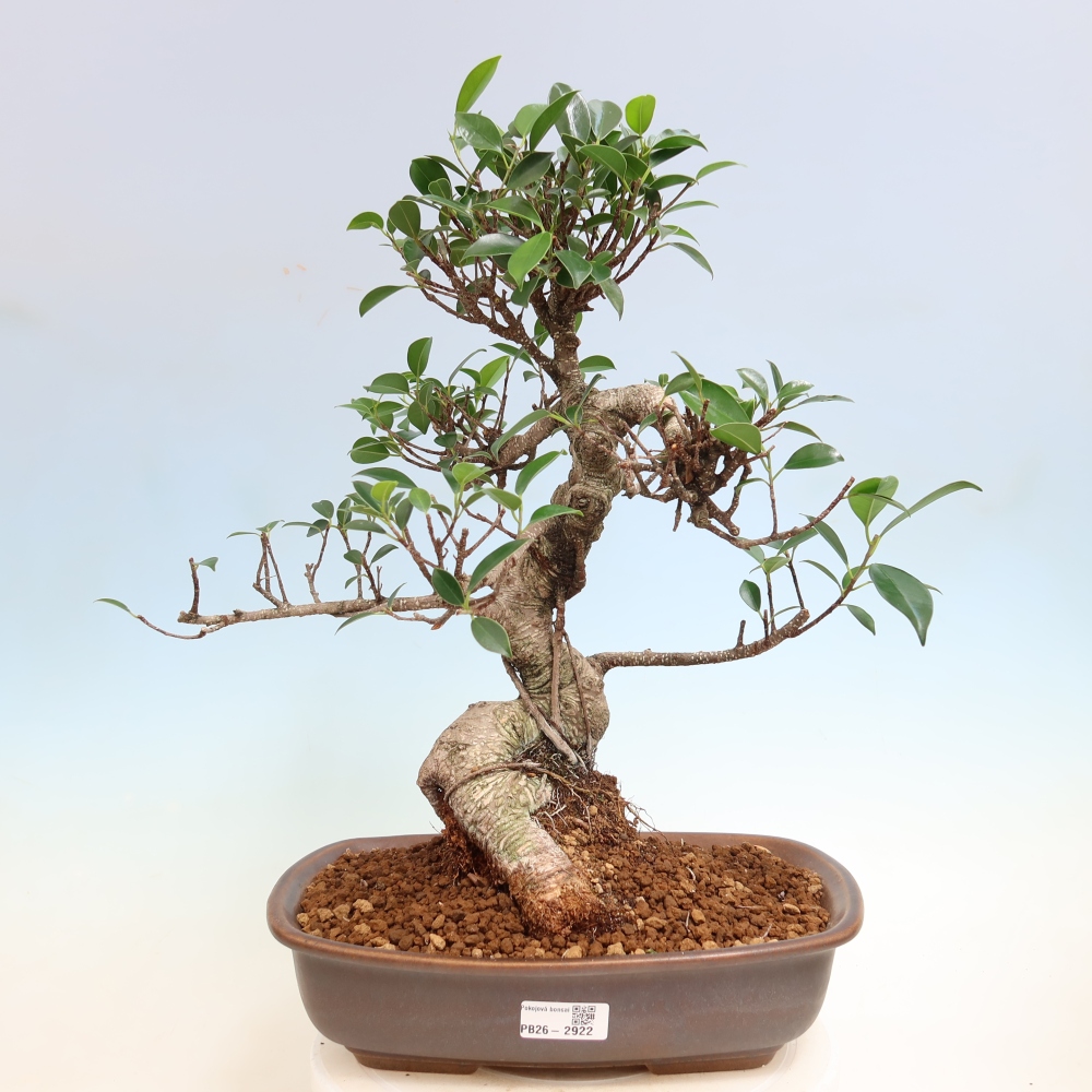 Kamerbonsai - Ficus kimmen - kleinbladige ficus
