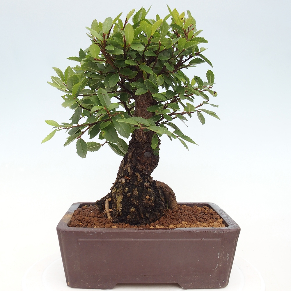 Bonsai voor buiten - Zelkova - Zelkova NIRE