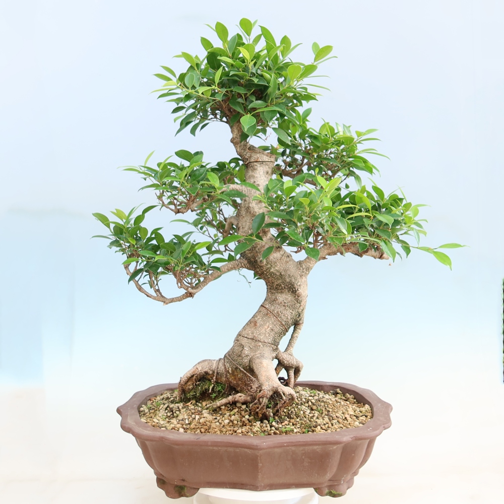 Kamerbonsai - Ficus kimmen - kleinbladige ficus